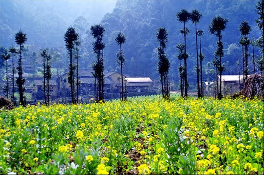 Vẻ đẹp xuân trong vắt thung lũng Sủng Là, Hà Giang